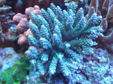 画像1: 【サンゴ】【通販】【オーストラリア産】ミドリイシsp. (Tenuis/Blue)SMサイズ（個体販売）（±11x9cm)No.35（生体）（サンゴ） (1)