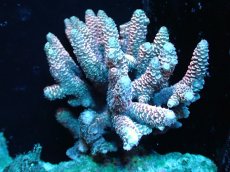 画像1: 【サンゴ】【通販】【オーストラリア産】ミドリイシsp. (Millepora/Pink)SMサイズ（個体販売）（±10x8cm)No.39（生体）（サンゴ） (1)