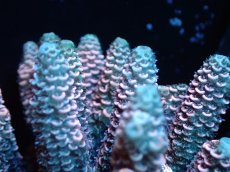 画像2: 【サンゴ】【通販】【オーストラリア産】ミドリイシsp. (Millepora/Pink)SMサイズ（個体販売）（±10x8cm)No.39（生体）（サンゴ） (2)