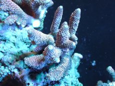 画像1: 【サンゴ】【通販】【オーストラリア産】ミドリイシsp. (Spathulata)SMサイズ（個体販売）（±9x7cm)No.40（生体）（サンゴ） (1)