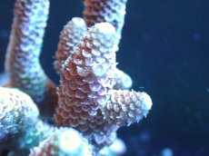 画像2: 【サンゴ】【通販】【オーストラリア産】ミドリイシsp. (Spathulata)SMサイズ（個体販売）（±9x7cm)No.40（生体）（サンゴ） (2)