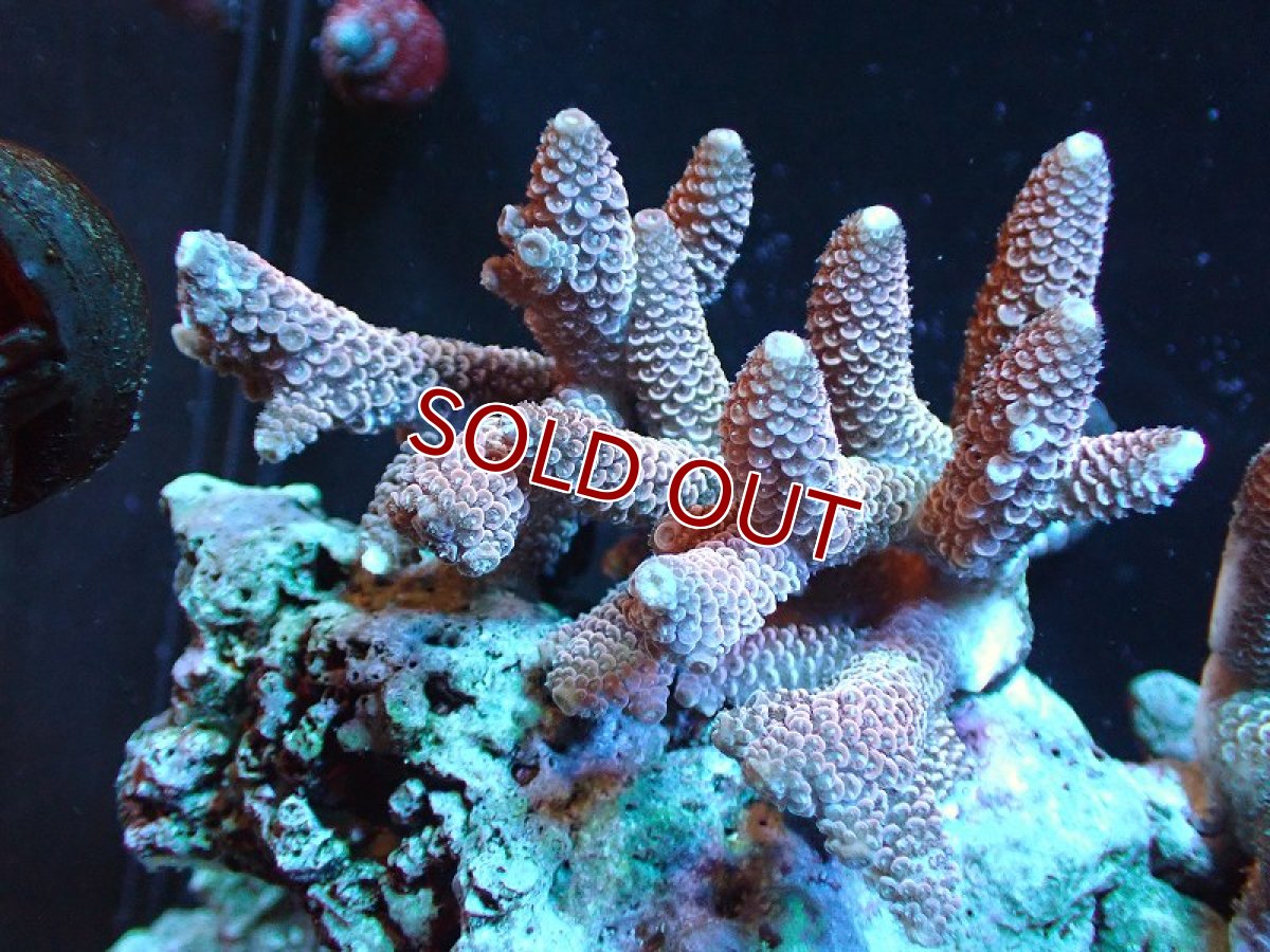 画像1: 【サンゴ】【通販】【オーストラリア産】ミドリイシsp. (Spathulata)SMサイズ（個体販売）（±9x8cm)No.41（生体）（サンゴ） (1)