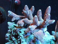 画像1: 【サンゴ】【通販】【オーストラリア産】ミドリイシsp. (Spathulata)SMサイズ（個体販売）（±9x8cm)No.41（生体）（サンゴ） (1)