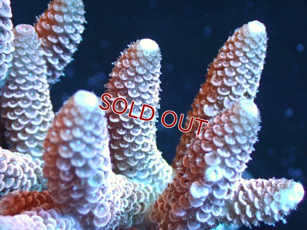 画像2: 【サンゴ】【通販】【オーストラリア産】ミドリイシsp. (Spathulata)SMサイズ（個体販売）（±9x8cm)No.41（生体）（サンゴ） (2)