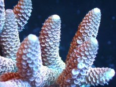 画像2: 【サンゴ】【通販】【オーストラリア産】ミドリイシsp. (Spathulata)SMサイズ（個体販売）（±9x8cm)No.41（生体）（サンゴ） (2)