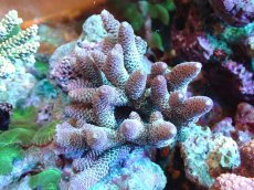 画像1: 【サンゴ】【通販】【オーストラリア産】ミドリイシsp. (Spathulata)SMサイズ（個体販売）（±10x9cm)No.42（生体）（サンゴ） (1)
