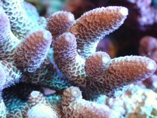 画像2: 【サンゴ】【通販】【オーストラリア産】ミドリイシsp. (Spathulata)SMサイズ（個体販売）（±10x9cm)No.42（生体）（サンゴ） (2)