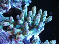 画像1: 【サンゴ】【通販】【オーストラリア産】ミドリイシsp. (Spathulata)SMサイズ（個体販売）（±11x9cm)No.44（生体）（サンゴ） (1)