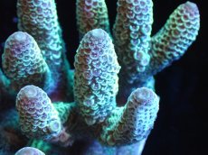 画像2: 【サンゴ】【通販】【オーストラリア産】ミドリイシsp. (Spathulata)SMサイズ（個体販売）（±11x9cm)No.44（生体）（サンゴ） (2)