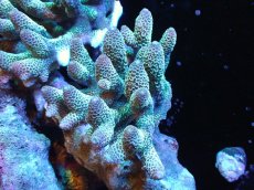 画像1: 【サンゴ】【通販】【オーストラリア産】ミドリイシsp. (Spathulata)SMサイズ（個体販売）（±10x9cm)No.45（生体）（サンゴ） (1)