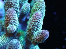 画像2: 【サンゴ】【通販】【オーストラリア産】ミドリイシsp. (Spathulata)SMサイズ（個体販売）（±10x9cm)No.45（生体）（サンゴ） (2)