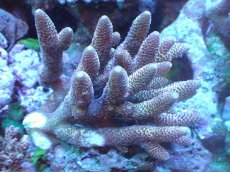 画像1: 【サンゴ】【通販】【オーストラリア産】ミドリイシsp. (Spathulata)SMサイズ（個体販売）（±11x9cm)No.46（生体）（サンゴ） (1)
