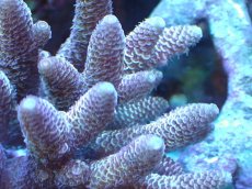 画像2: 【サンゴ】【通販】【オーストラリア産】ミドリイシsp. (Spathulata)SMサイズ（個体販売）（±11x9cm)No.46（生体）（サンゴ） (2)