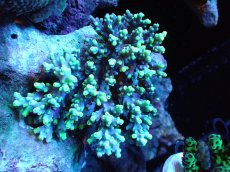 画像1: 【サンゴ】【通販】【オーストラリア産】ミドリイシsp. (Aculeus)SMサイズ（個体販売）（±9x8cm)No.50（生体）（サンゴ） (1)