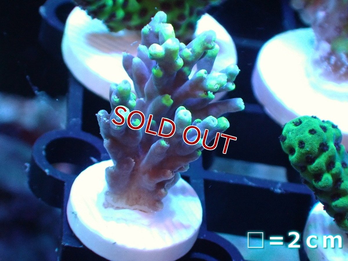 画像1: 【サンゴ】【通販】【オーストラリア産】フラグミドリイシsp. (Aculeus)（個体販売）No.53（生体）（サンゴ） (1)