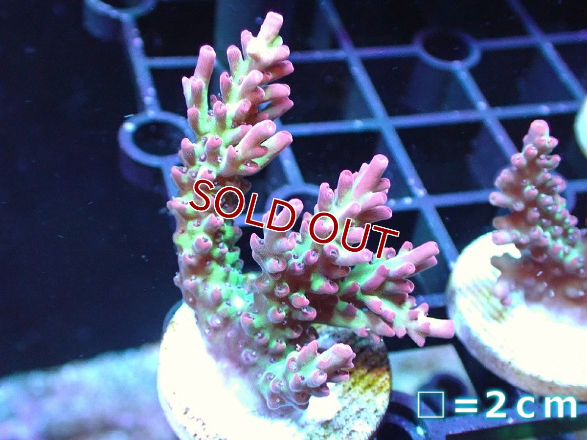 画像1: 【ボーナスセール対象個体　サンゴまとめ買い割り対象商品】【サンゴ】【通販】【オーストラリア産】フラグミドリイシsp. (Strawberry Short Cake)（個体販売）No.64（生体）（サンゴ） (1)