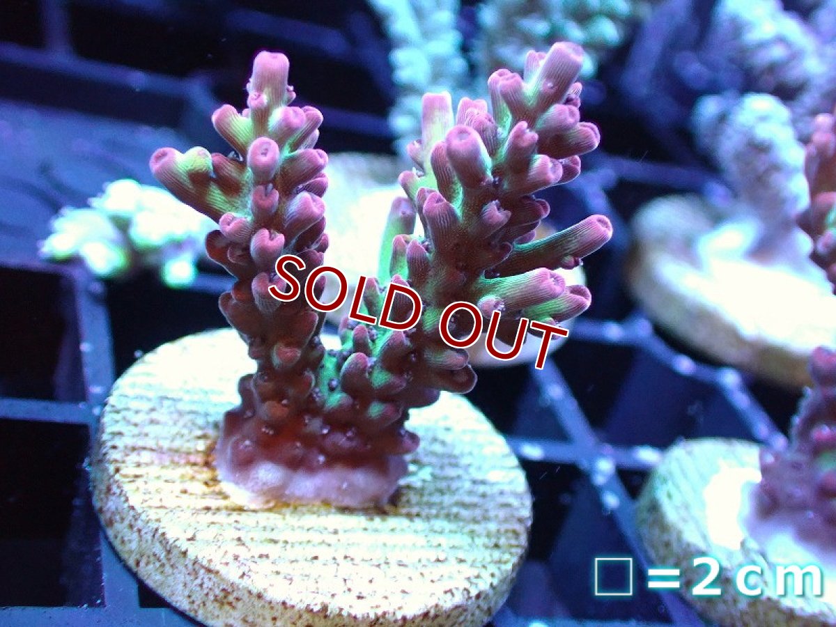 画像1: 【ボーナスセール対象個体　サンゴまとめ買い割り対象商品】【サンゴ】【通販】【オーストラリア産】フラグミドリイシsp. (Strawberry Short Cake)（個体販売）No.67（生体）（サンゴ） (1)