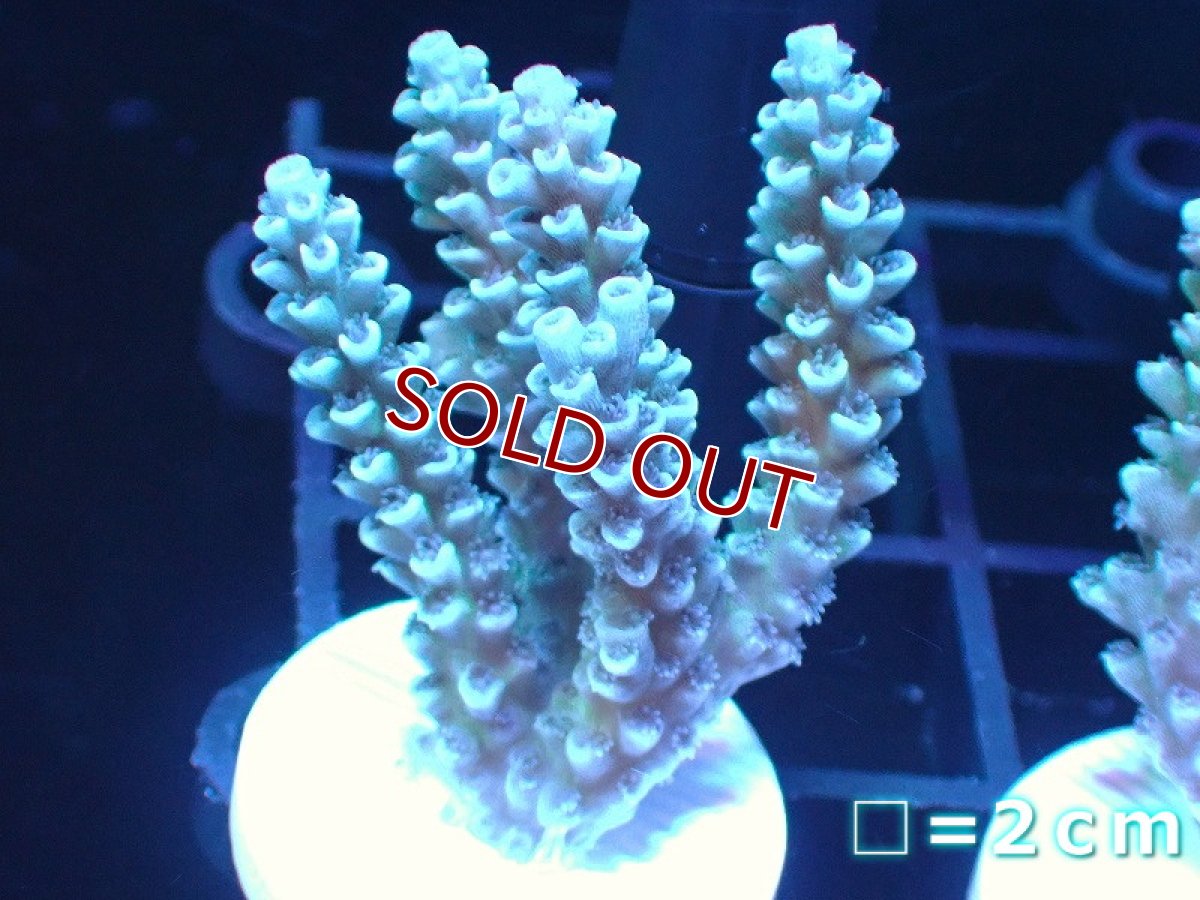 画像1: 【サンゴ】【通販】【オーストラリア産】フラグミドリイシsp. (Tenuis/Blue)（個体販売）No.69（生体）（サンゴ） (1)