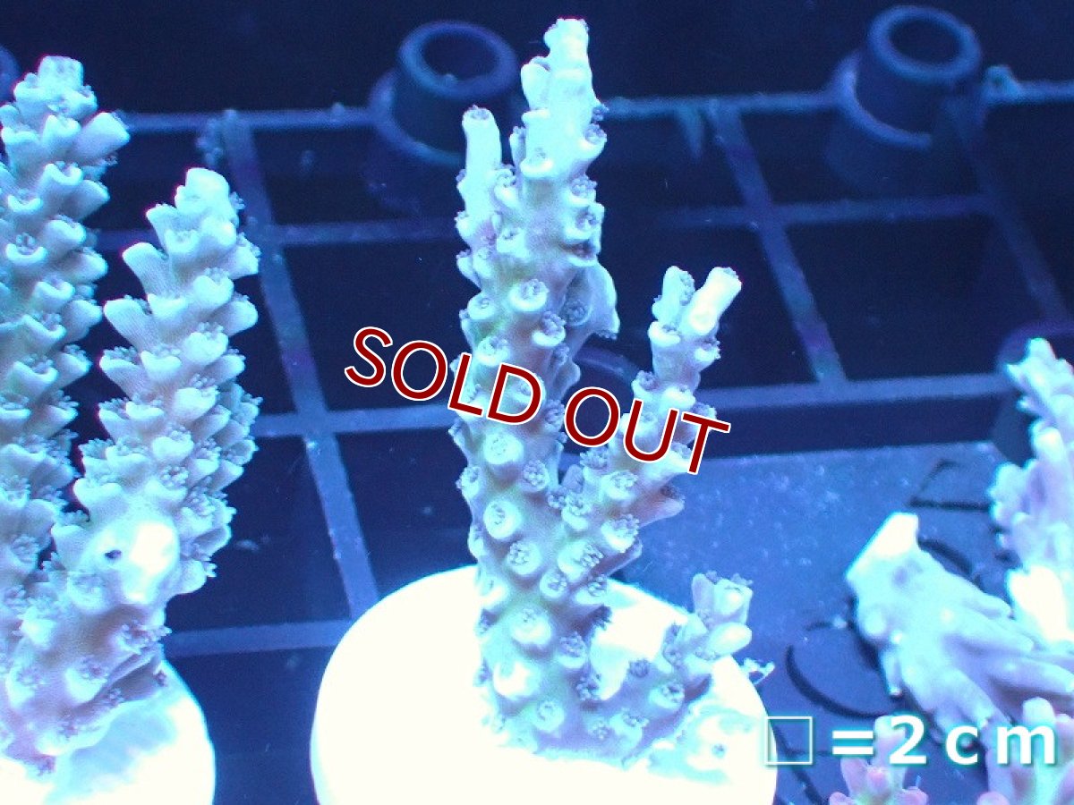 画像1: 【ボーナスセール対象個体　サンゴまとめ買い割り対象商品】【サンゴ】【通販】【オーストラリア産】フラグミドリイシsp. (Tenuis/Blue)（個体販売）No.71（生体）（サンゴ） (1)