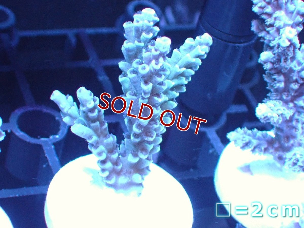 画像1: 【ボーナスセール対象個体　サンゴまとめ買い割り対象商品】【サンゴ】【通販】【オーストラリア産】フラグミドリイシsp. (Tenuis/Blue)（個体販売）No.73（生体）（サンゴ） (1)