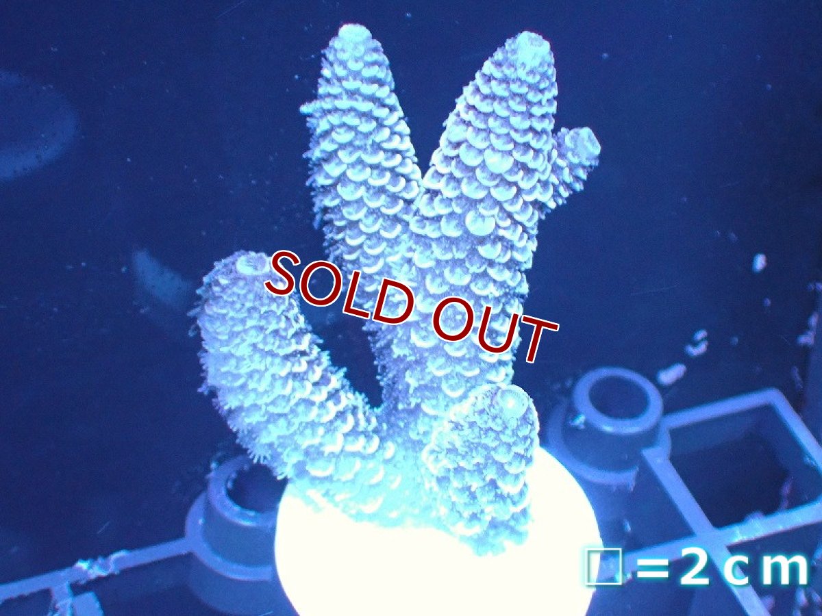 画像1: 【サンゴ】【通販】【オーストラリア産】フラグミドリイシsp. (Spathulata)（個体販売）No.88（生体）（サンゴ） (1)
