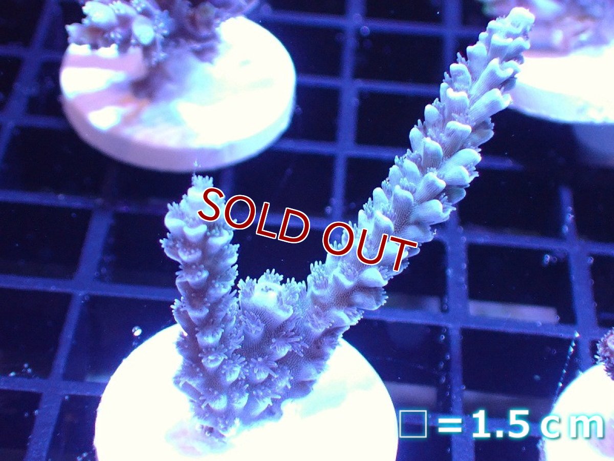 画像1: 【ボーナスセール対象個体　サンゴまとめ買い割り対象商品】【サンゴ】【通販】【オーストラリア産】フラグミドリイシsp. (Tenuis/Blue)（個体販売）No.102（生体）（サンゴ） (1)