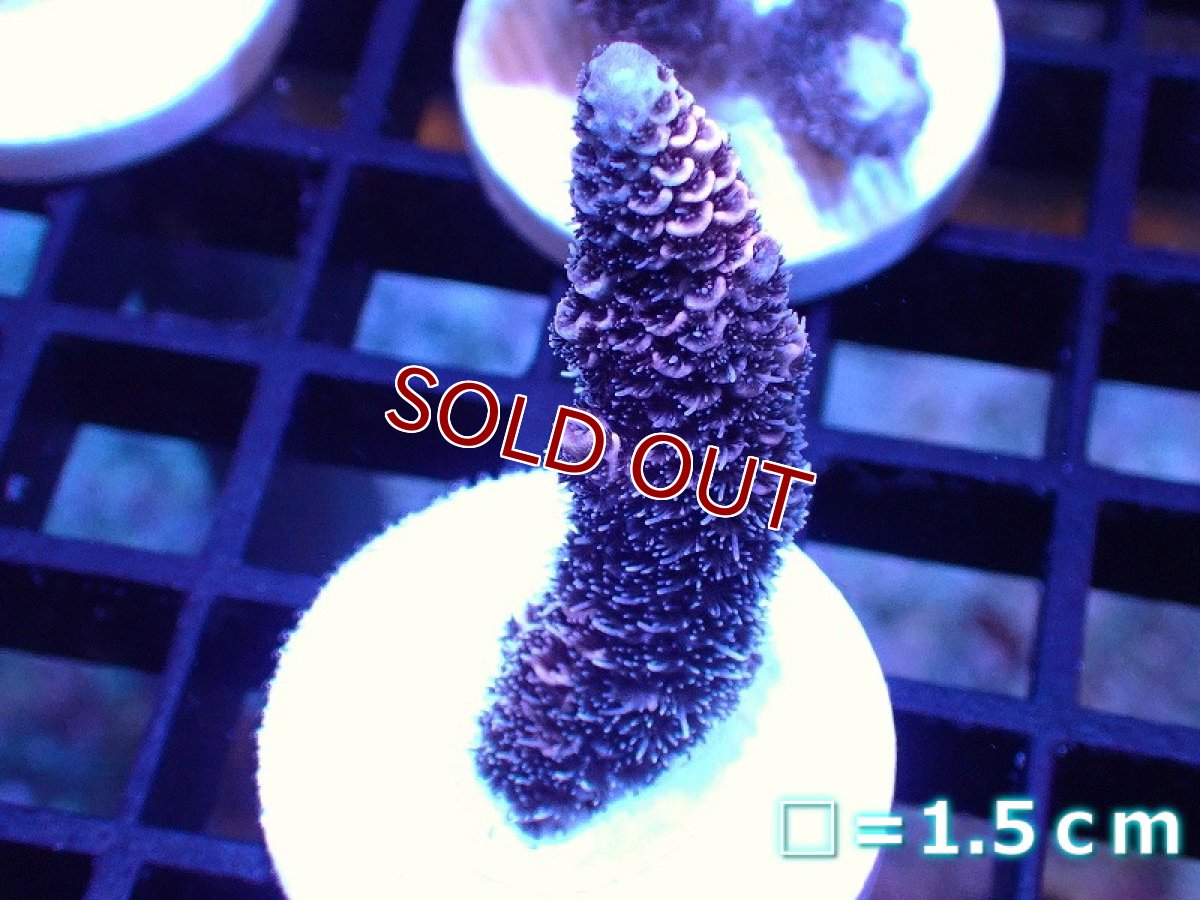 画像1: 【ボーナスセール対象個体　サンゴまとめ買い割り対象商品】【サンゴ】【通販】【オーストラリア産】フラグミドリイシsp. (Millepora/Pink)（個体販売）No.105（生体）（サンゴ） (1)