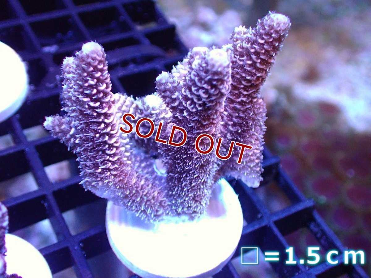 画像1: 【サンゴ】【通販】【オーストラリア産】フラグミドリイシsp. (Millepora/Pink)（個体販売）No.113（生体）（サンゴ） (1)