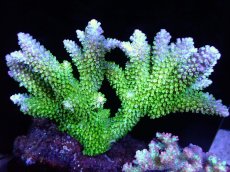 画像1: 【サンゴ】【通販】【オーストラリア産】ミドリイシsp. (Robusta/Ultra)（個体販売）（±18x13cm)No.34（生体）（サンゴ） (1)
