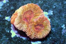 画像1: 【サンゴ】【通販】オオトゲキクメイシ(Bowerbanki/Gold Rainow)【UCA/オーストラリア産】（個体販売）（±3.5ｃｍ）No.3（生体）（サンゴ） (1)