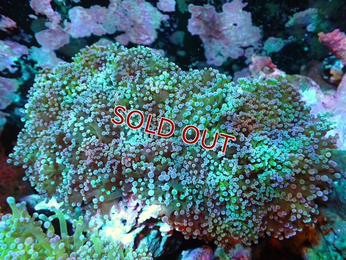画像1: 【サンゴ】【通販】【オーストラリア産】タコアシサンゴ（Ultra reverse) Lサイズ（個体販売）（±18ｃｍ）No.2（生体）（サンゴ） (1)
