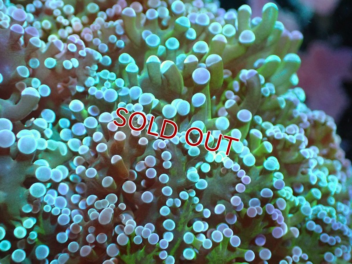 画像2: 【サンゴ】【通販】【オーストラリア産】タコアシサンゴ（Ultra reverse) Lサイズ（個体販売）（±18ｃｍ）No.2（生体）（サンゴ） (2)