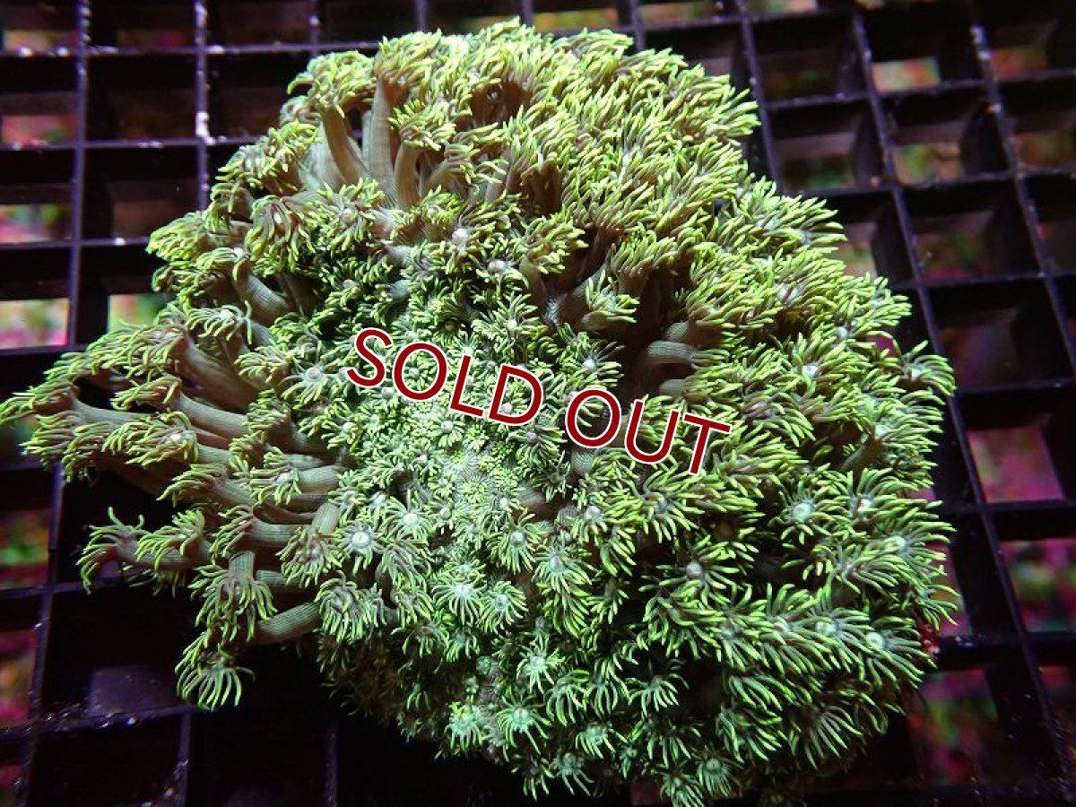 画像1: 【サンゴ】【通販】【オーストラリア産】ハナガササンゴ（Ultra Green）MLサイズ（個体販売）（±13ｃｍ）No.17（生体）（サンゴ） (1)