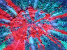 画像2: 【サンゴ】【通販】【オーストラリア産】スコリミアsp. (War Paint/Ultra Grade)（個体販売）No.3（生体）（サンゴ） (2)