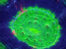 画像2: 【サンゴ】【通販】【オーストラリア産】スコリミアsp. (UFO/Ultra Grade)（個体販売）No.1（生体）（サンゴ） (2)