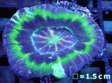 画像1: 【サンゴ】【通販】【オーストラリア産】スコリミアsp. (UFO/Ultra Grade)（個体販売）No.2（生体）（サンゴ） (1)