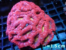 画像1: 【サンゴ】【通販】【オーストラリア産】カクオオトゲキクメイシ (Ultra Grade)（個体販売）No.1（生体）（サンゴ） (1)