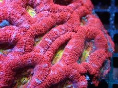 画像2: 【サンゴ】【通販】【オーストラリア産】カクオオトゲキクメイシ (Ultra Grade)（個体販売）No.1（生体）（サンゴ） (2)