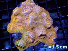 画像1: 【サンゴ】【通販】【オーストラリア産】キッカサンゴsp. (Gold/Ultra Grade)（個体販売）No.1（生体）（サンゴ） (1)