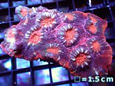 画像1: 【サンゴ】【通販】【オーストラリア産】キッカサンゴsp. (Ultra Grade)（個体販売）No.3（生体）（サンゴ） (1)