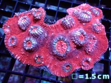 画像1: 【サンゴ】【通販】【オーストラリア産】キッカサンゴsp. (Ultra Grade)（個体販売）No.5（生体）（サンゴ） (1)
