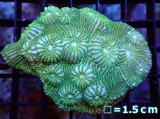 画像1: 【サンゴ】【通販】【オーストラリア産】キッカサンゴsp. (Ultra Grade)（個体販売）No.6（生体）（サンゴ） (1)