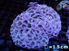 画像1: 【サンゴ】【通販】【オーストラリア産】ナガレハナサンゴ (Pink/Ultra Grade)（個体販売）No.2（生体）（サンゴ） (1)