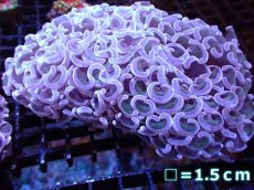 画像1: 【サンゴ】【通販】【オーストラリア産】ナガレハナサンゴ (Pink/Ultra Grade)（個体販売）No.4（生体）（サンゴ） (1)