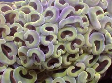 画像2: 【サンゴ】【通販】【オーストラリア産】ナガレハナサンゴ (Gold/Ultra Grade)（個体販売）（±12ｃｍ）No.5（生体）（サンゴ） (2)