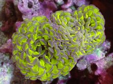 画像1: 【サンゴ】【通販】【オーストラリア産】ナガレハナサンゴ (Toxic Green Reverse)（個体販売）（±10ｃｍ）No.7（生体）（サンゴ） (1)