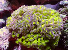 画像1: 【サンゴ】【通販】【オーストラリア産】ナガレハナサンゴ (Toxic Green Reverse)（個体販売）（±12ｃｍ）No.8（生体）（サンゴ） (1)