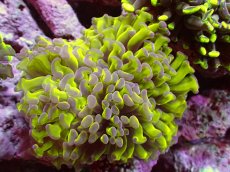画像1: 【サンゴ】【通販】【オーストラリア産】ナガレハナサンゴ (Toxic Green Reverse)（個体販売）（±9ｃｍ）No.9（生体）（サンゴ） (1)