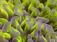 画像2: 【サンゴ】【通販】【オーストラリア産】ナガレハナサンゴ (Toxic Green Reverse)（個体販売）（±9ｃｍ）No.9（生体）（サンゴ） (2)