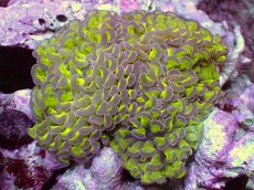 画像1: 【サンゴ】【通販】【オーストラリア産】ナガレハナサンゴ (Toxic Green Reverse)（個体販売）（±12ｃｍ）No.10（生体）（サンゴ） (1)
